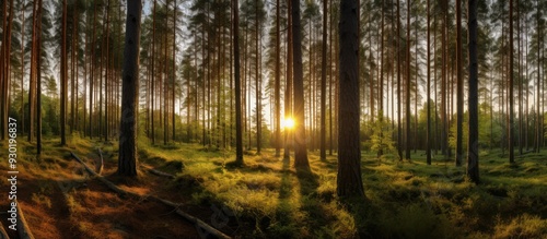 Golden Hour in the Pine Forest