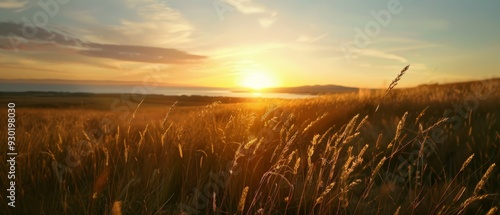  A landscape of tall grasses stretches before a sun-kissed body of water, where the setting sun casts an orange glow Distantly, clouds dot the evening sky