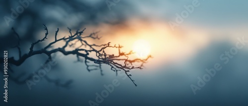  A tree branch with a sunset in the distance and a blurred sky background