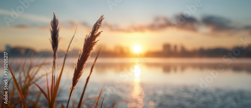 The sun sets over a water body, featuring reeds in the foreground and structures in the background