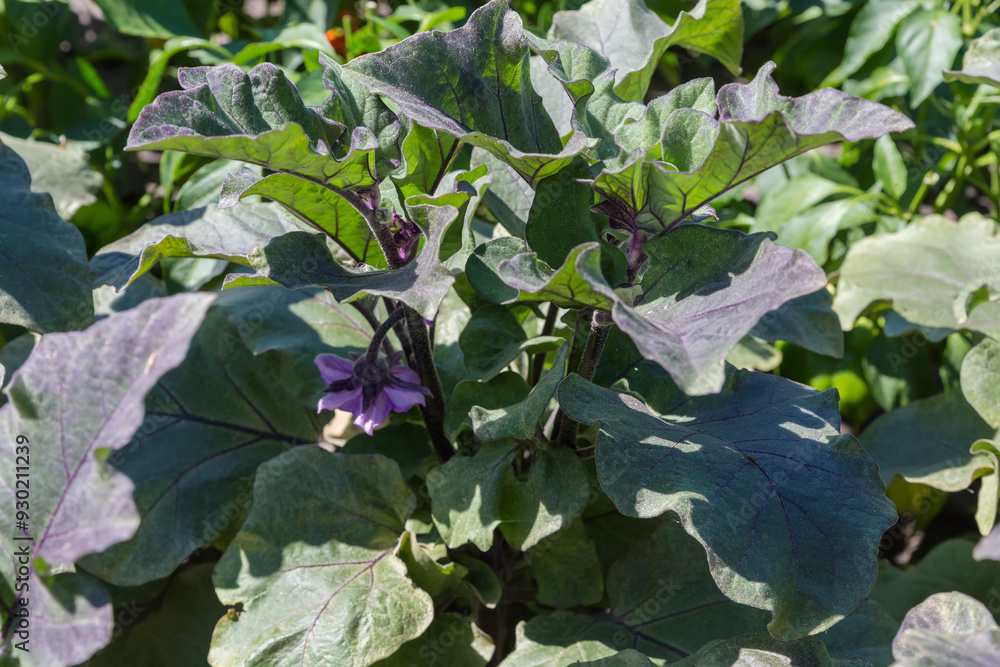 Bush of blooming eggplant on field in sunny day Bush of blooming eggplant on field in sunny day