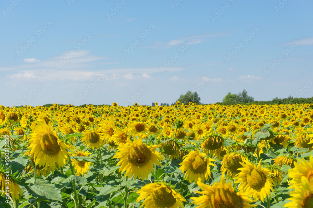 a yellow field of sunflowers in the hot summer, under a blue sky.