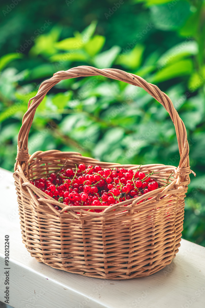 Basket with red currants in the basket. Fresh ripe red berries. Healthy food ingredients. Basket with red currants in the basket. Fresh ripe red berries. Healthy food ingredients.