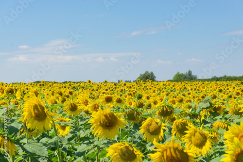 Obraz na płótnie a yellow field of sunflowers in the hot summer, under a blue sky. w salonie