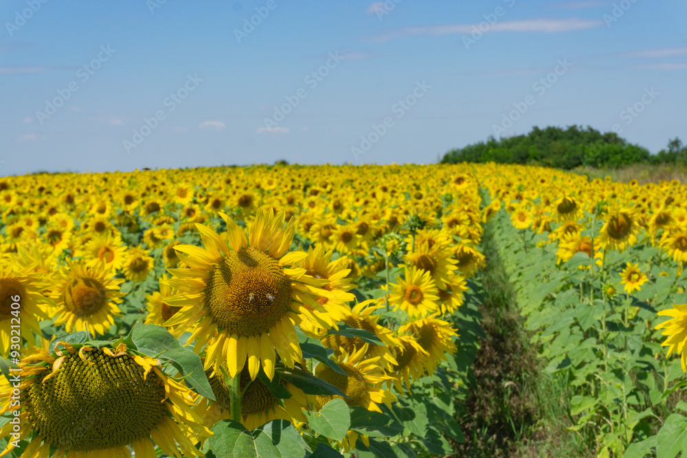 a bee gathers nectar on a yellow sunflower in the hot summer