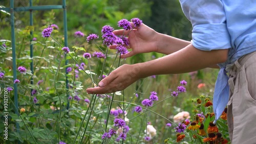 Close up of helenium sneezeweed and verbena bonariensis flowers blooming in summer garden. Gardener woman enjoying blossom touching it