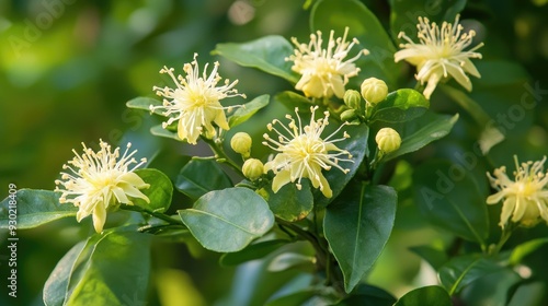 Wallpaper Mural A cluster of bergamot flowers on the tree, surrounded by vibrant green leaves, emphasizing its medicinal properties. Torontodigital.ca