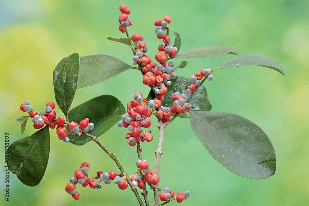 A mochi tree branch covered with ripe fruit. This plant has the scientific name Ilex integra. A mochi tree branch covered with ripe fruit. This plant has the scientific name Ilex integra.