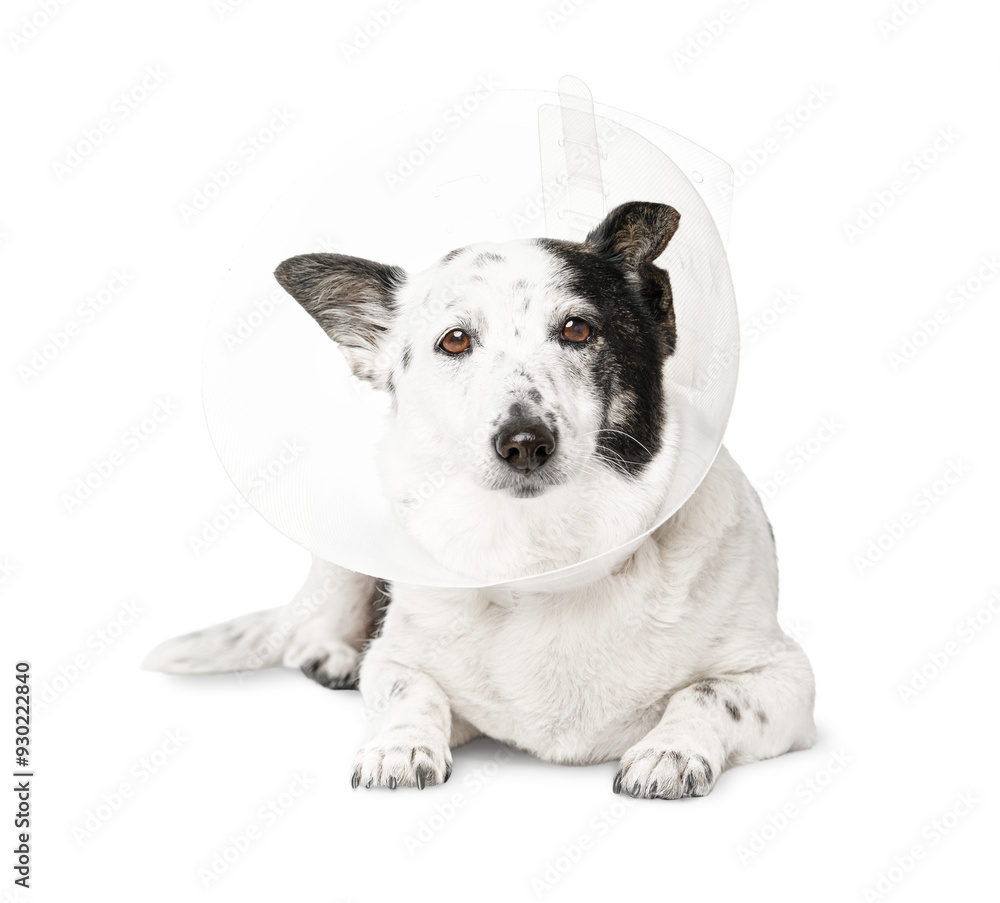 Obraz premium Dog in a veterinary plastic cone