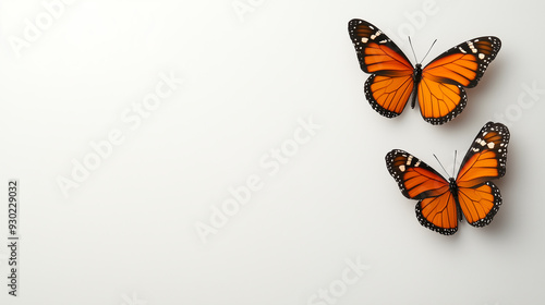 colorful butterflies  with copy space for text isolated on white background photo