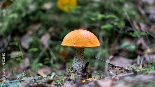Bright Orange Mushroom Amidst Forest Floor Foliage