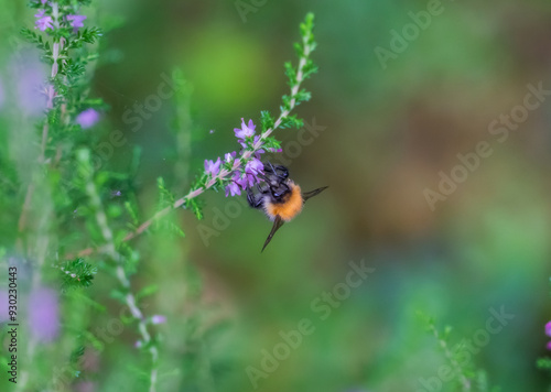Bumblebee Collecting Nectar from a Heather Blossom