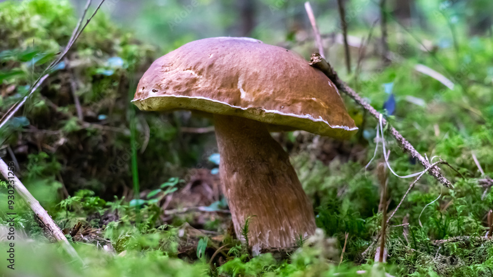 King Bolete Mushroom Standing Proud in the Forest King Bolete Mushroom Standing Proud in the Forest