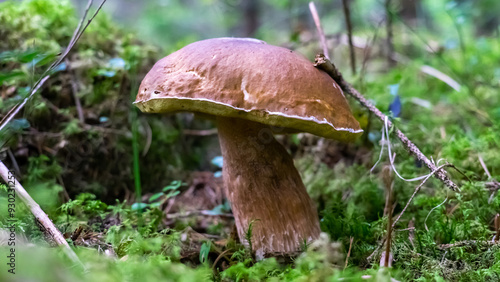 King Bolete Mushroom Standing Proud in the Forest