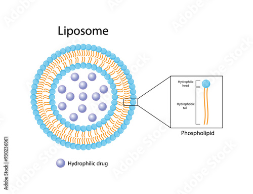 Liposome, with hydrophilic loads. Phospholipids, Drug encapsulation. Vector illustration.	
