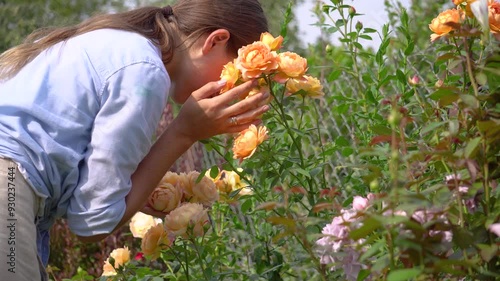 Close up of orange rose Lady of Shalott flowers blooming in summer garden. Gardener woman smelling blossom touching it