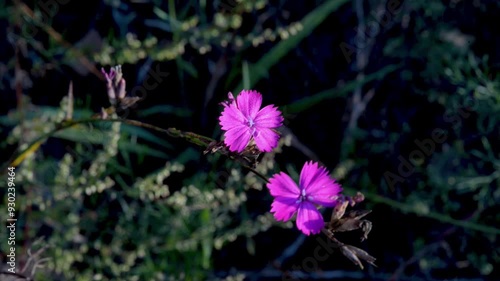 Carthusian pink flower. Dianthus carthusianorum photo