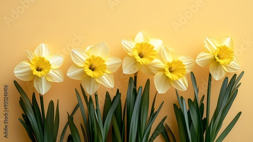 Yellow daffodils, fresh spring flowers, green stems, pale yellow background, copy space for text, flat lay photography, high resolution, springtime theme.