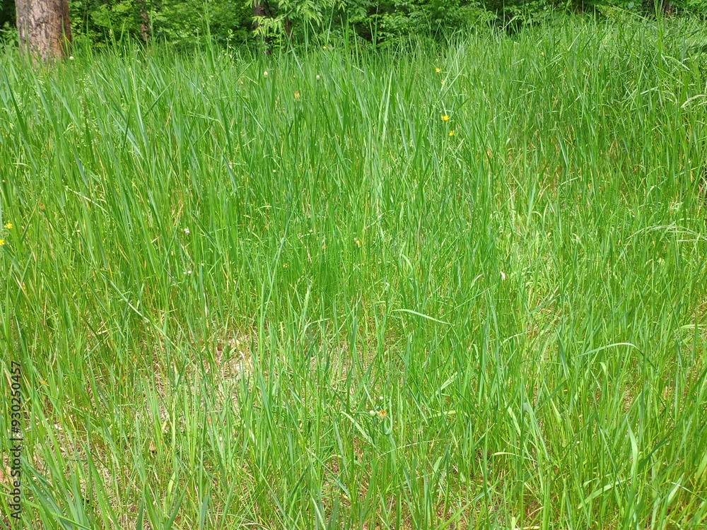 Lawn with grass close view background. Meadow natural wallpaper Lawn with grass close view background. Meadow natural wallpaper