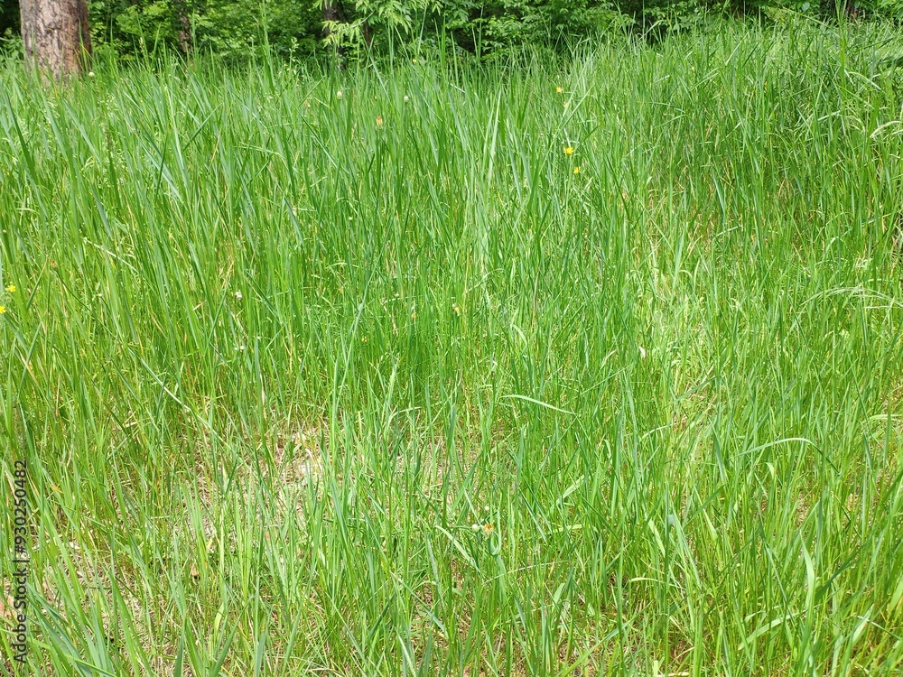 Obraz premium Lawn with grass close view background. Meadow natural wallpaper
