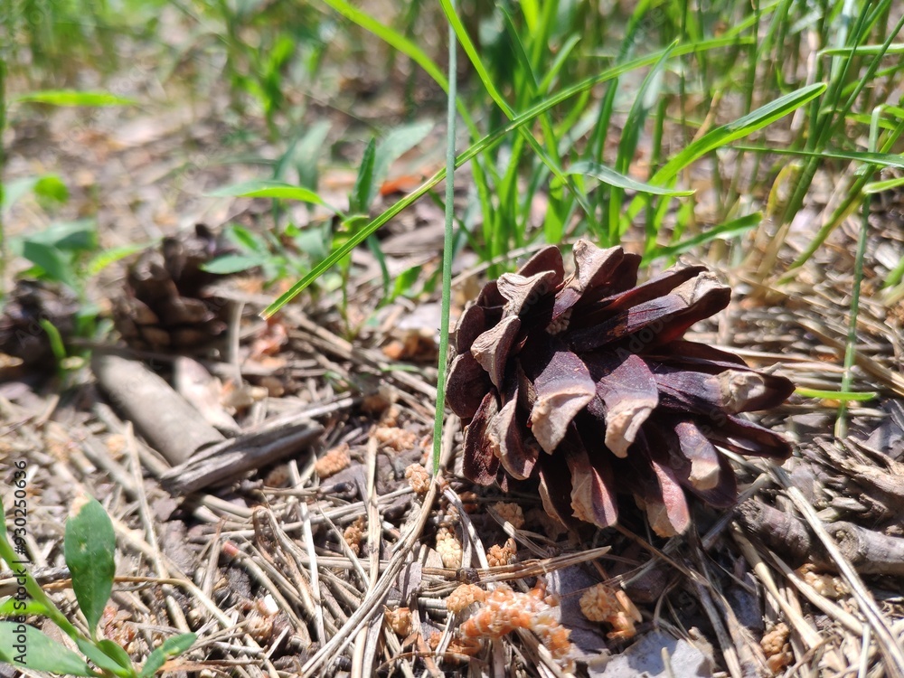 Pine cone close view nature background. Pine forest Pine cone close view nature background. Pine forest