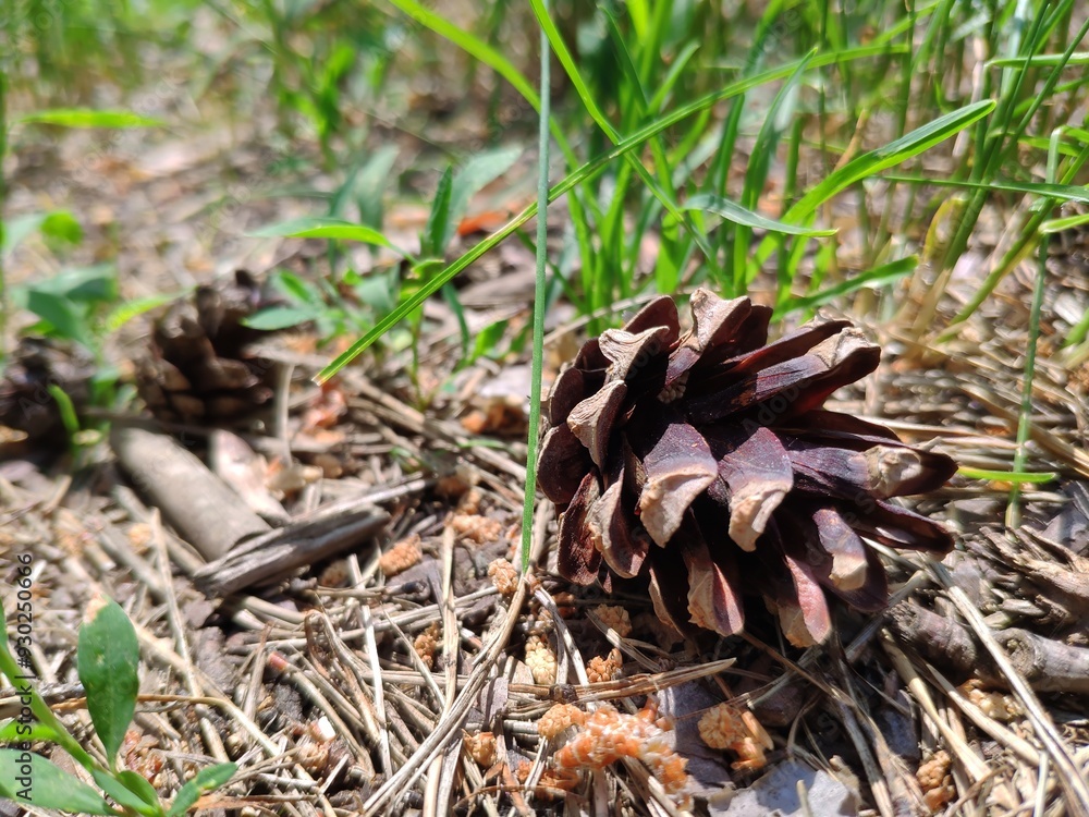 Pine cone close view nature background. Pine forest Pine cone close view nature background. Pine forest