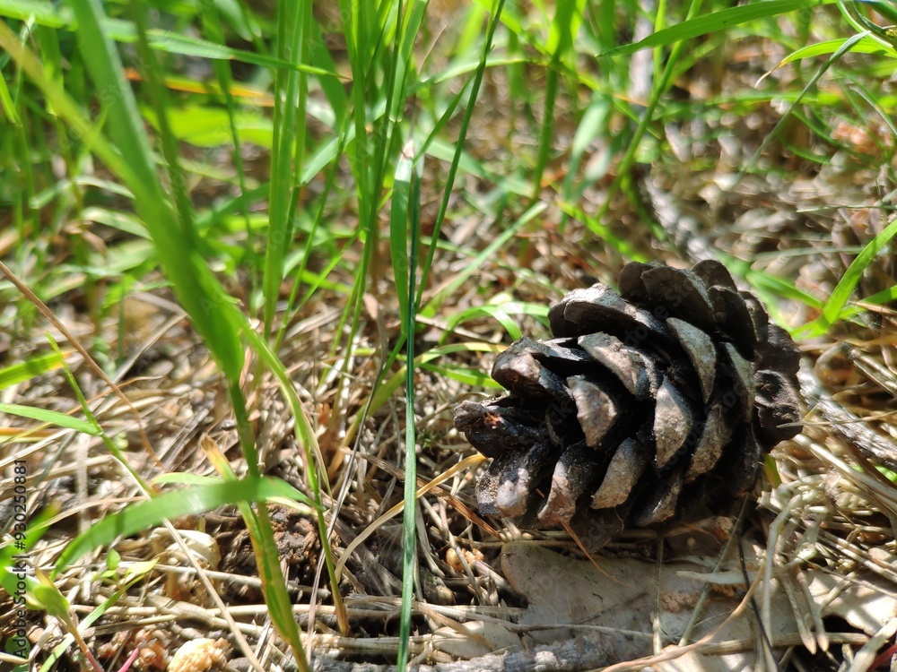 Pine cone close view nature background. Pine forest Pine cone close view nature background. Pine forest