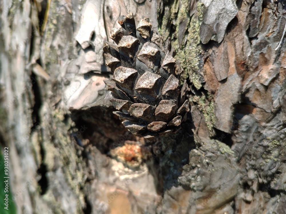 Pine cone close view nature background. Pine forest Pine cone close view nature background. Pine forest
