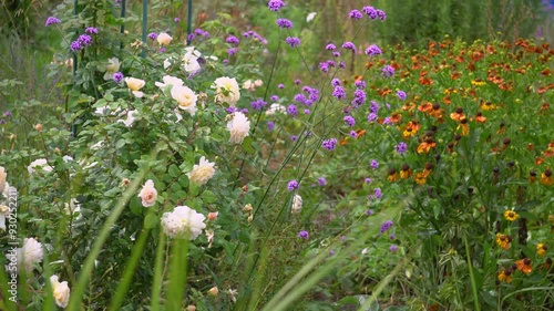 Close up of summer garden after rain. White Crocus rose blooming by helenium and verbena bonariensis moving on wind