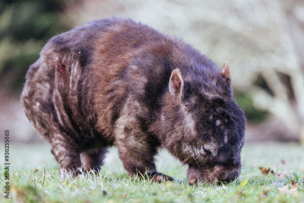 Sick Wombat with Mange in Australia Sick Wombat with Mange in Australia