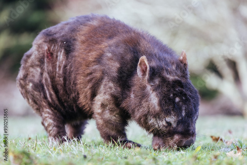 Fotografia Sick Wombat with Mange in Australia