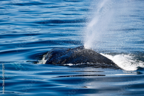 Wallpaper Mural Schwimmender und atmender Buckelwal Torontodigital.ca