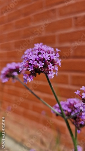 flowers on a wooden table