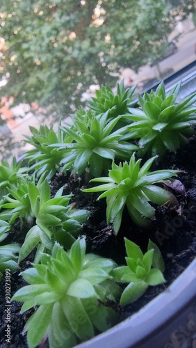 flowers in the garden