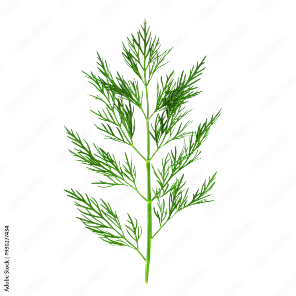 Top view of a fresh green dill sprig with feathery fronds, isolated on a transparent background Top view of a fresh green dill sprig with feathery fronds, isolated on a transparent background