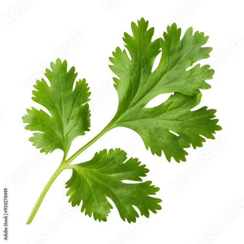 Top view of a single fresh coriander leaf with vibrant green color, isolated on a transparent background 