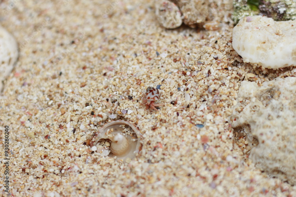 sea shells on the beach. sea shells on the beach.