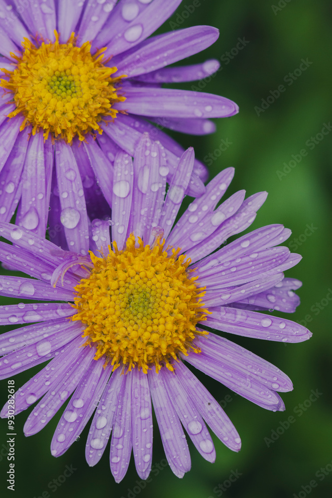 Macro photo of rain droplets on top of a vibrant, colorful purple Alpine Aster against a dark backdrop. Vintage look, contrast, nature, floral, texture. Vertical. Macro photo of rain droplets on top of a vibrant, colorful purple Alpine Aster against a dark backdrop. Vintage look, contrast, nature, floral, texture. Vertical.