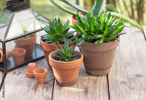 different suculent plants in flower pots with a mini greenhouse on wooden tab...