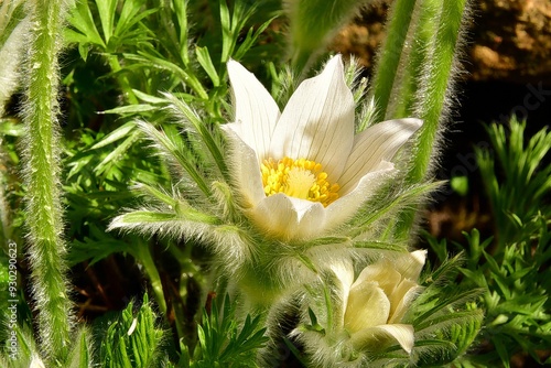 Blumenpflanze, Nahaufnahme Blüte einer weißen gewöhnlichen Kuhschelle, Pulsatilla Vulgaris photo