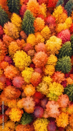 Aerial of a vibrant autumn forest with trees displaying a mix of red, orange, and yellow leaves, forming a colorful mosaic from above