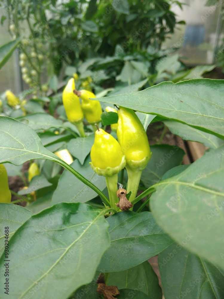 pepper, harvest, garden, vegetable garden, summer, autumn, vegetables pepper, harvest, garden, vegetable garden, summer, autumn, vegetables