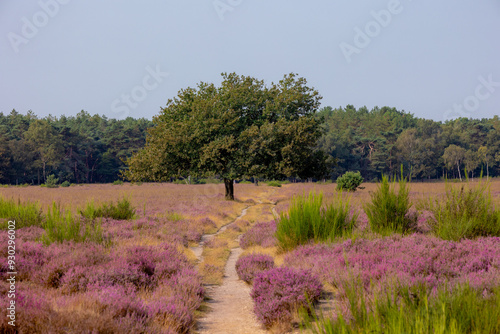 Nature landscape, Purple flowers with trees, Flowering Calluna vulgaris (Heide, Heather or Ling) The sole species in the genus Calluna in the family of Ericaceae, Bussumerheide, Hilversum, Netherlands photo