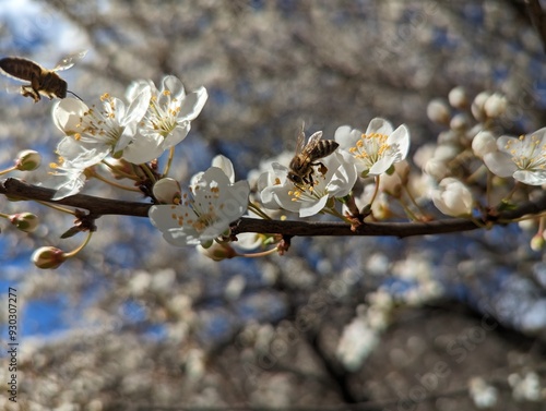 Bee on flowers, (Apis Mellifica) photo