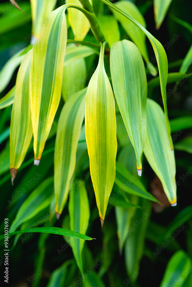 The green leaves are long, with a beautiful color. The green leaves are long, with a beautiful color.