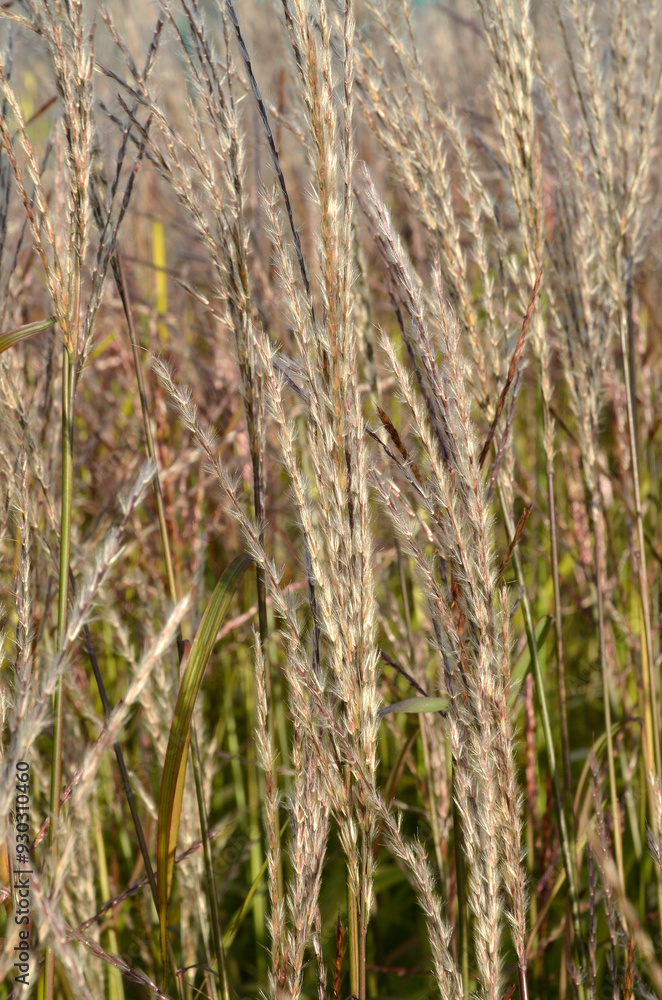 Obraz premium Miscanthus sinensis 'Afrika' , Eulalie; graminée