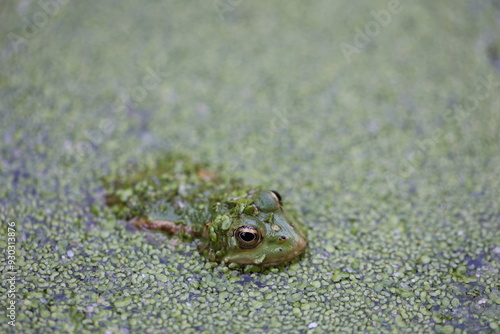 Gros plan naturel d'une tête de grenouille verte dépassant à la surface d'une mare couverte d'une pellicule composée de petits éléments verdâtres. Batracien dissimulé dans l'eau et couvert de vase. 