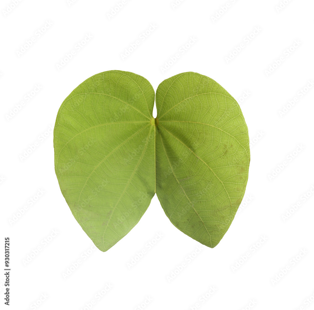 Front of the purpurea leaf, a leaf that looks like a butterfly, with transparent image. Front of the purpurea leaf, a leaf that looks like a butterfly, with transparent image.