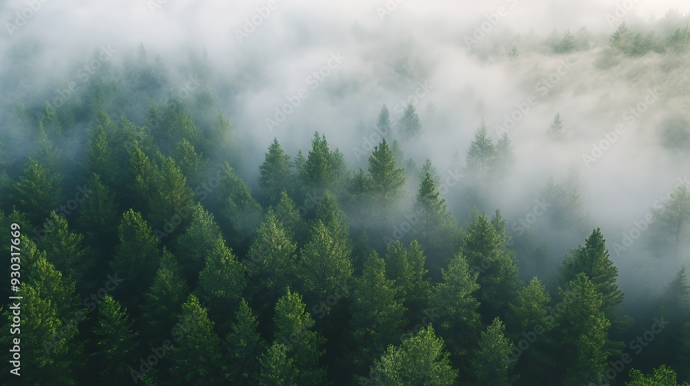 Aerial view of a dense forest shrouded in mist, showcasing nature's tranquility. Aerial view of a dense forest shrouded in mist, showcasing nature's tranquility.
