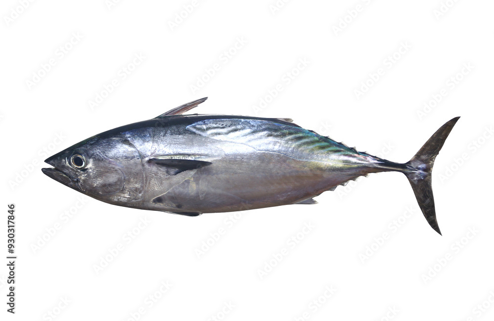 Mackerel tuna which has a long body, with transparent image.